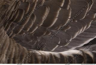feathers animal 0020